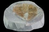 Partial Ogyginus Cordensis - Classic British Trilobite #75928-1